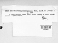 Mytilinidion gemmigenum image
